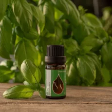 Basil