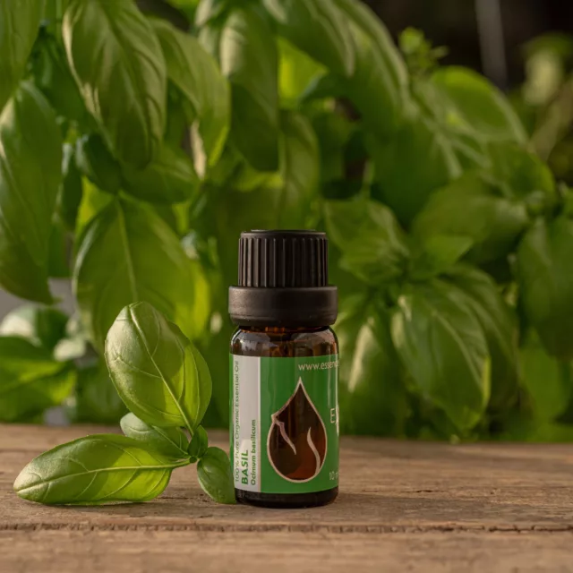 Basil