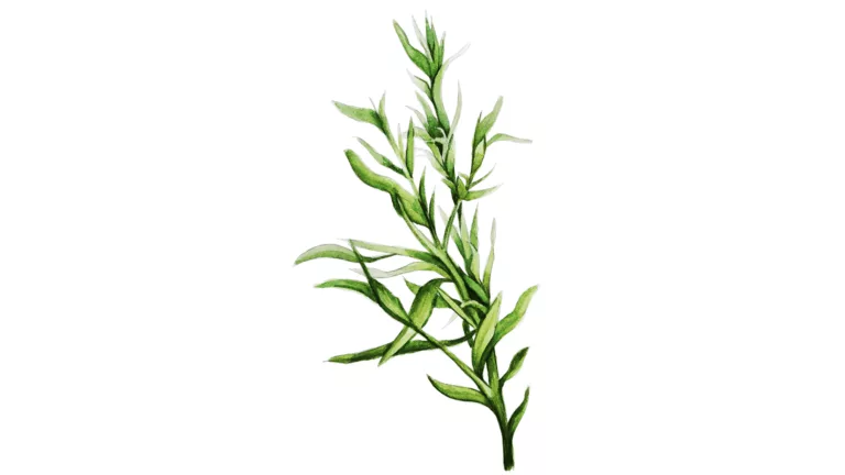 Estragon
