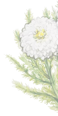 Herb 2