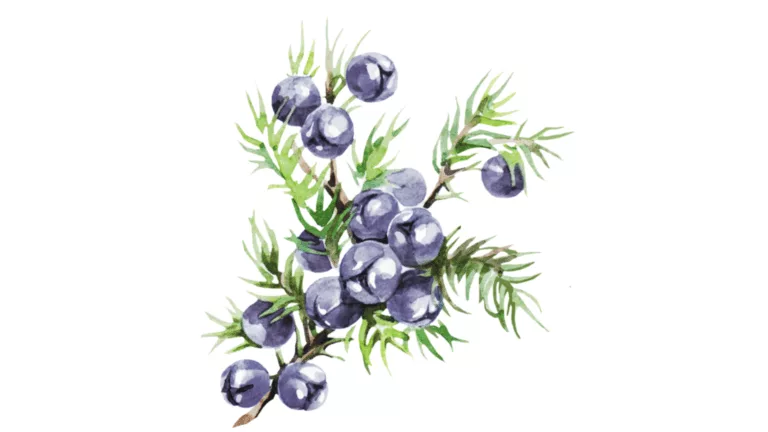Hvoina
