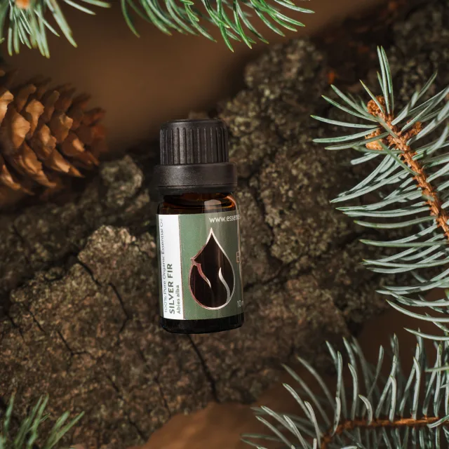 Silver fir 1x1