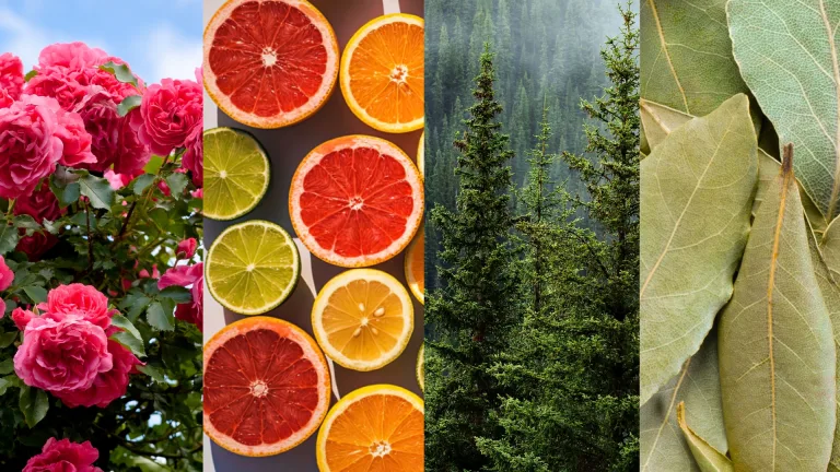 Aroma families