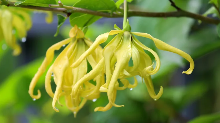 Interesting plants for essential oil extraction
